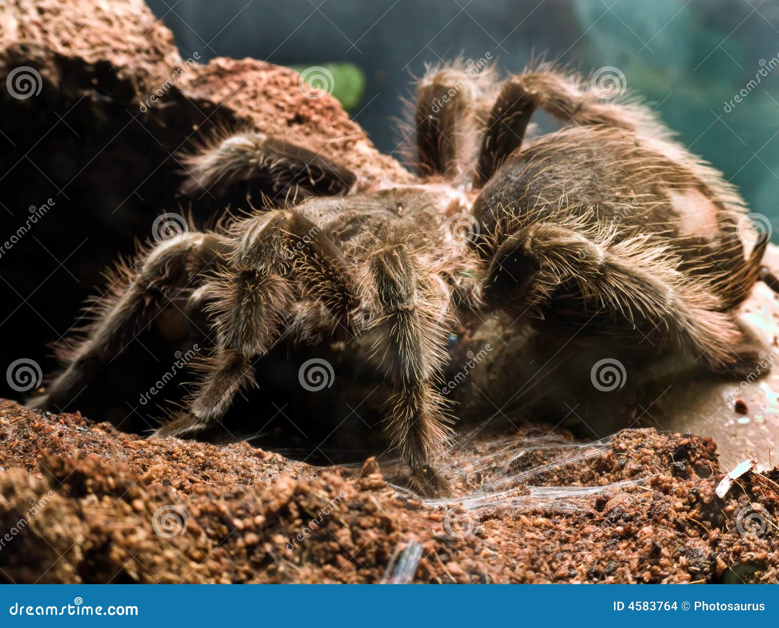 Bird eating spider stock photo. Image of giant, spiders - 4583764