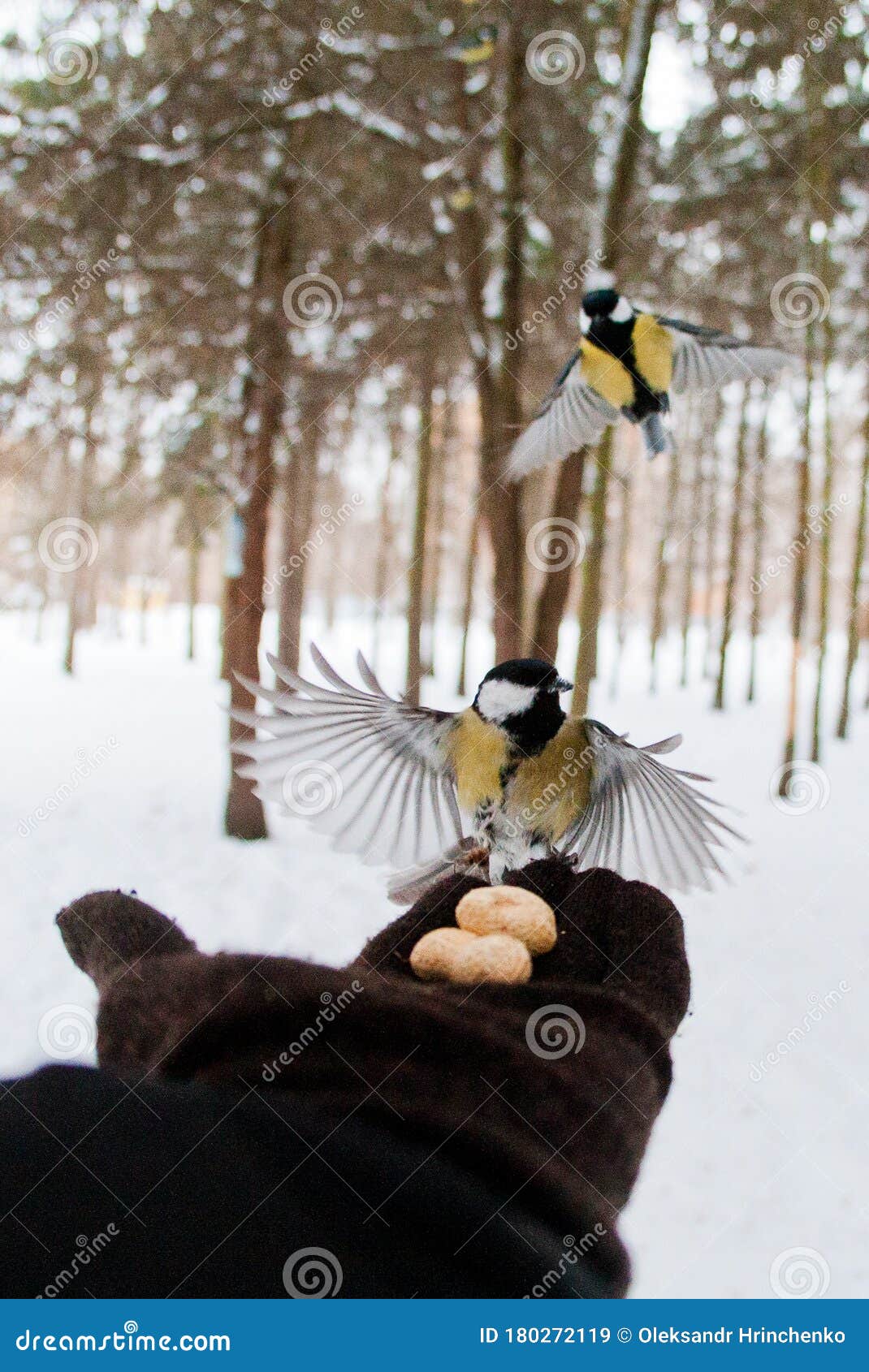 bird eats from the palm of a person