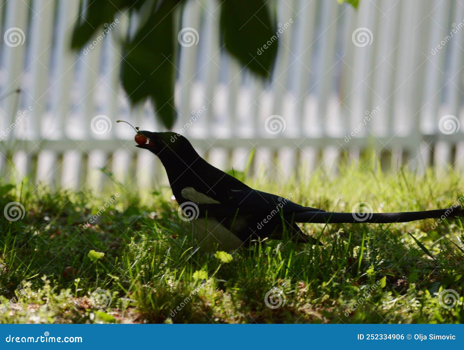 Bird Eats Red Ripe Cherries Stock Photo Image of nature, green 252334906