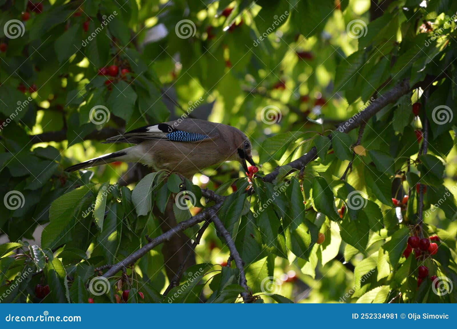 Bird Eats Red Ripe Cherries Stock Image Image of green, tree 252334981