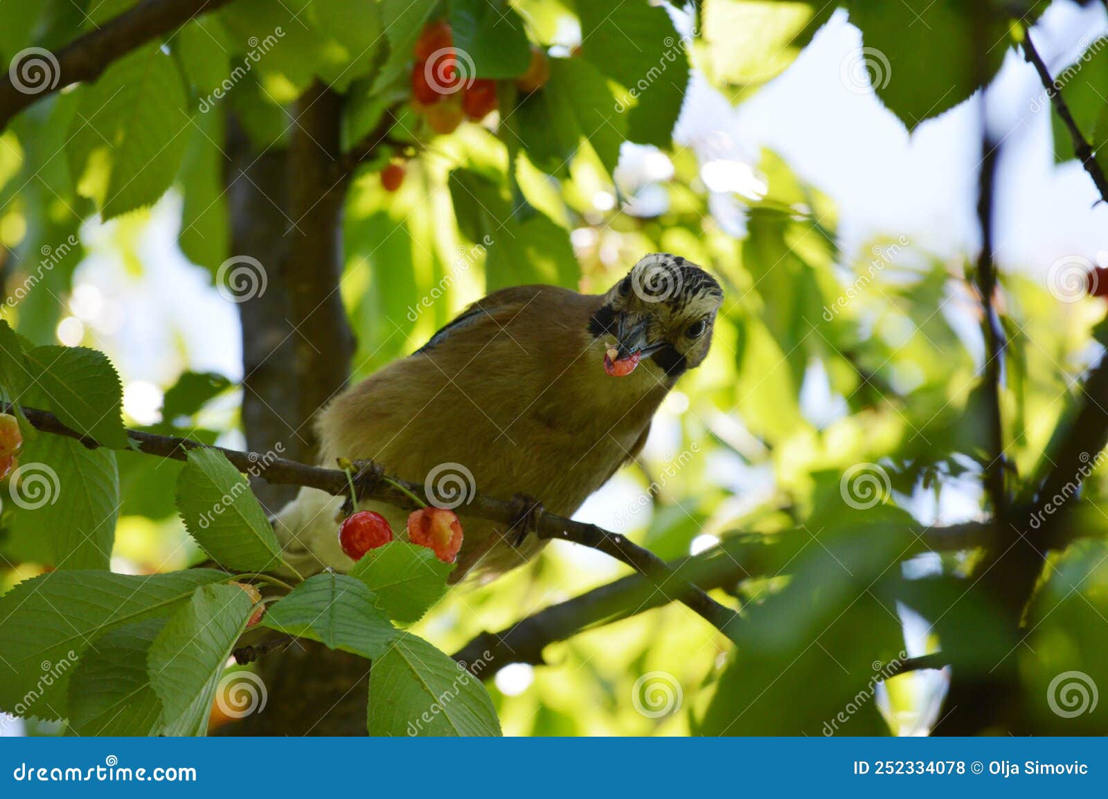 Bird Eats Red Ripe Cherries Stock Photo Image of leaf, plant 252334078