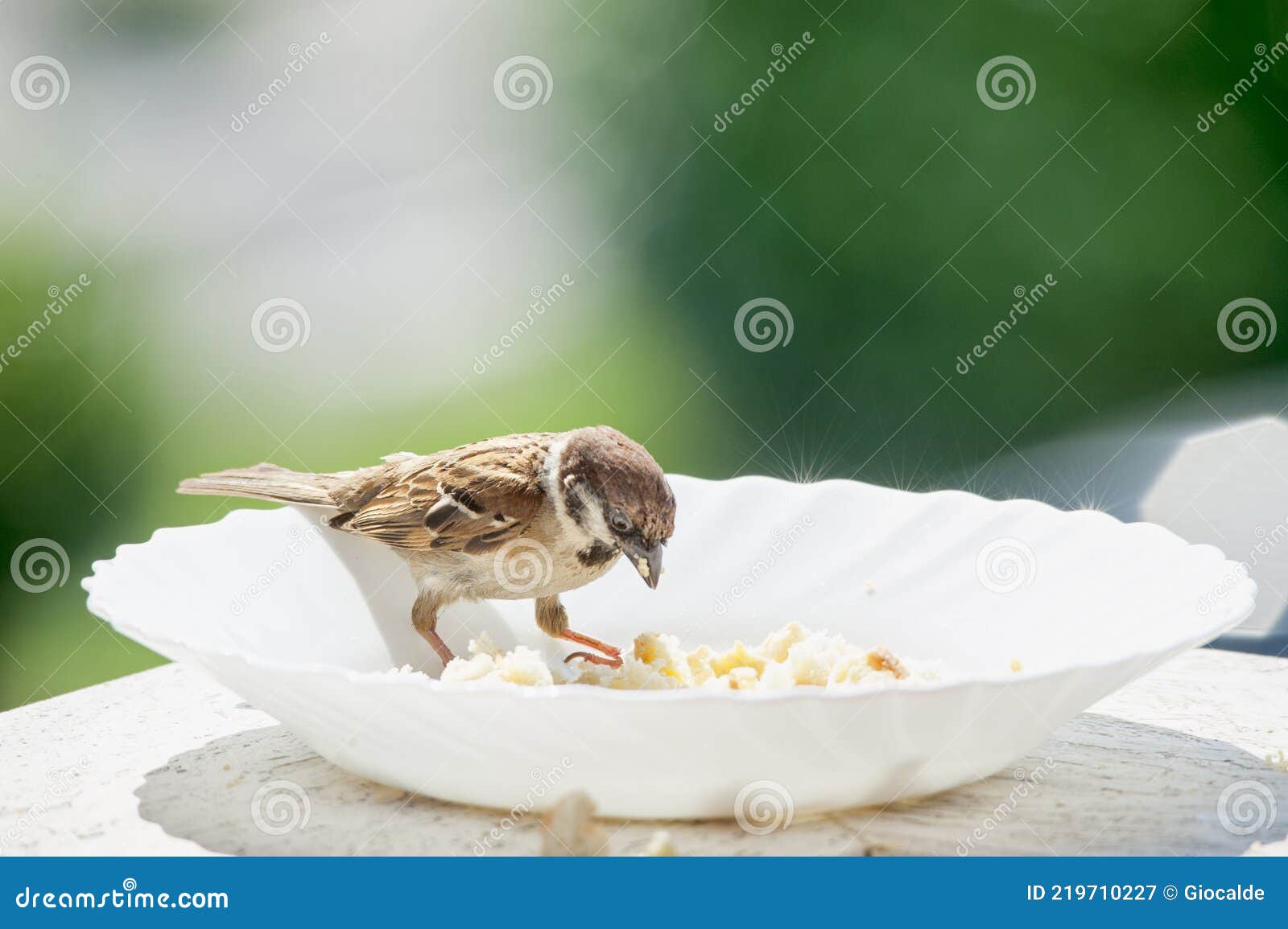 Bird on the Edge of a Plate, Eats Bread Crumbs Stock Image Image of