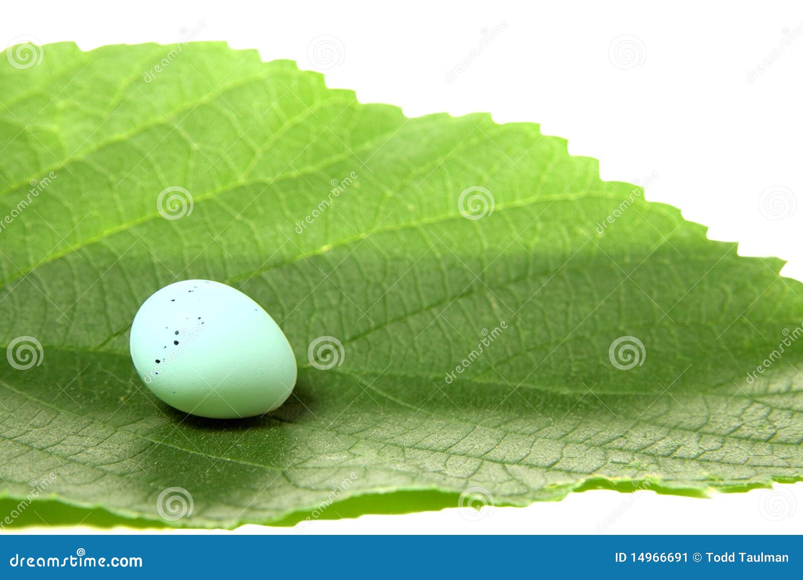 Bird Egg on Leaf stock image. Image of nature, leaf, green 14966691