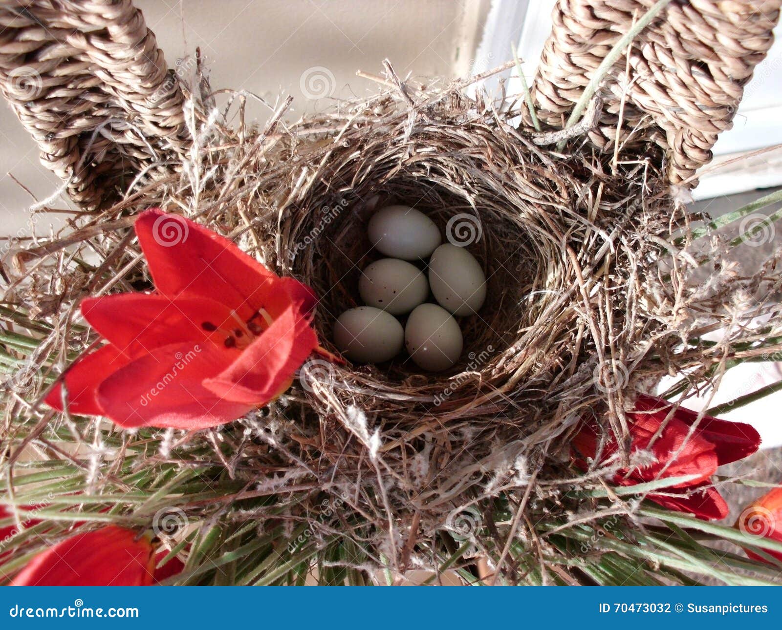Bird Eggs Nest stock photo. Image of bird, natural, montana 70473032