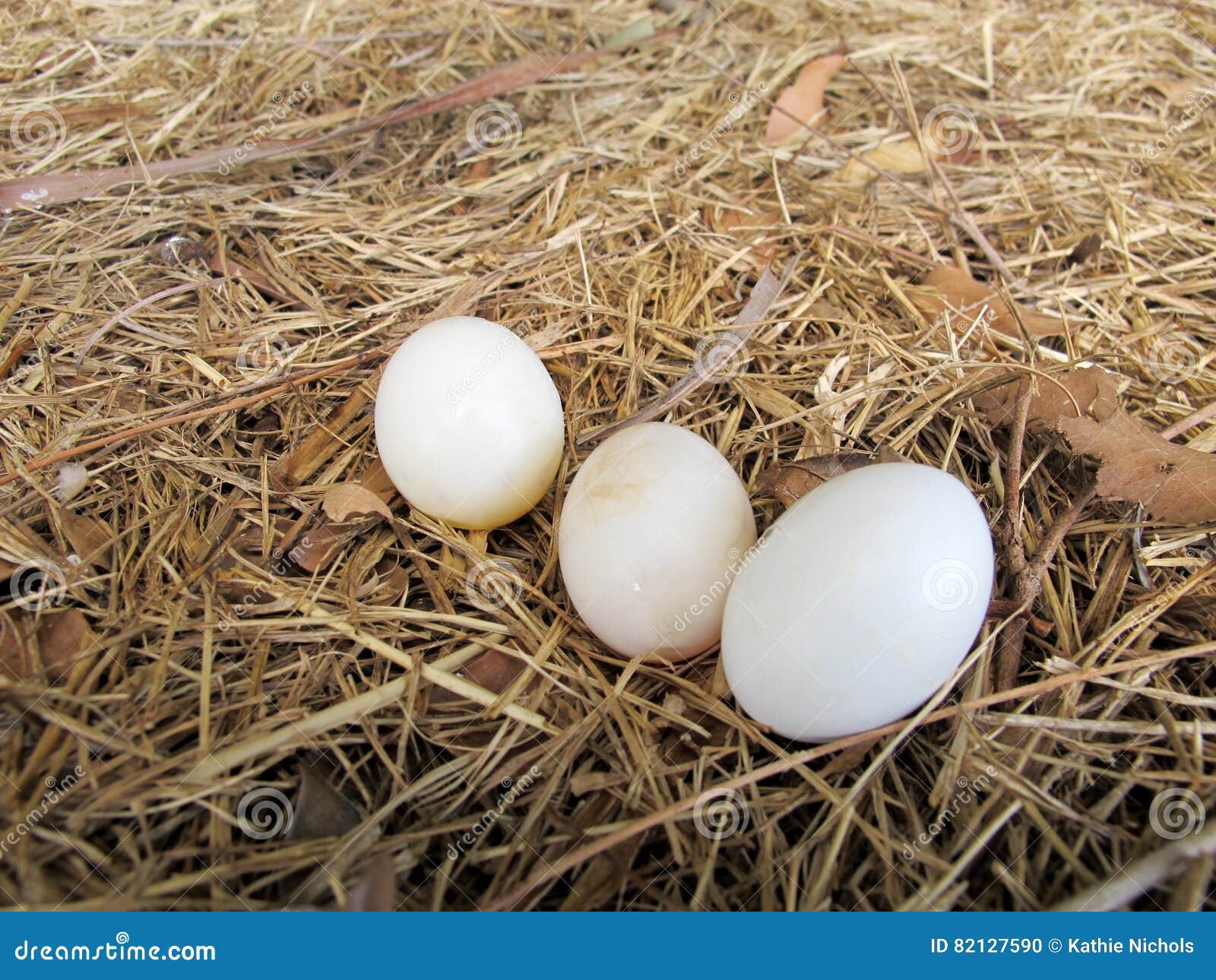 Bird Eggs stock photo. Image of small, eggs, white, bird 82127590