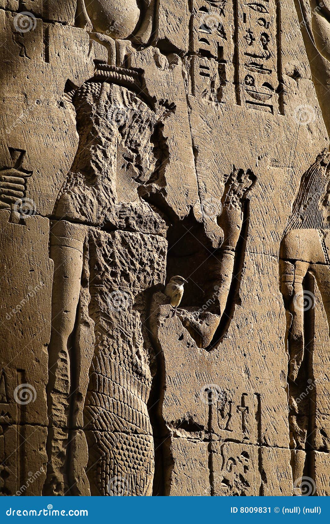 Bird on Egyptian Hieroglyph Stock Image Image of egyptian, perch 8009831