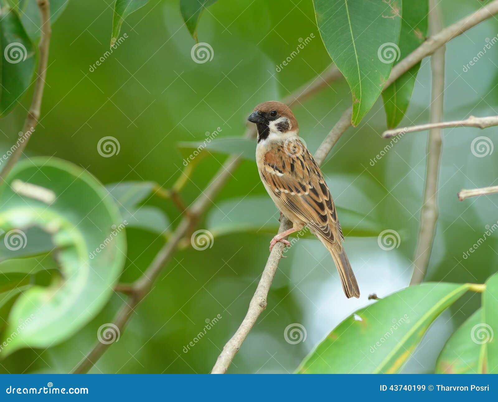 Bird (Eurasian Tree Sparrow) , Thailand Stock Image Image of closeup