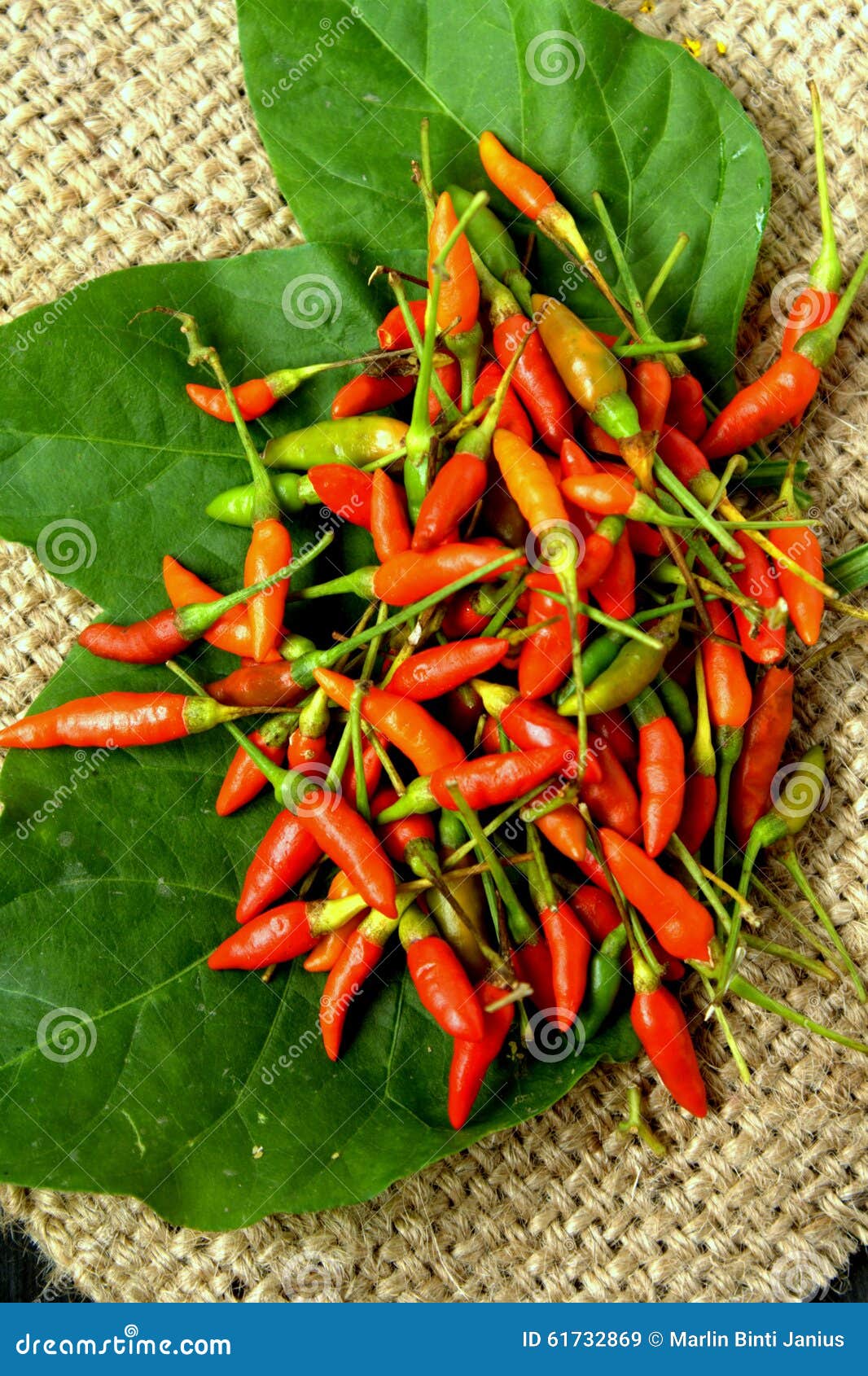 Bird eye chillies stock image. Image of capsicum, market 61732869