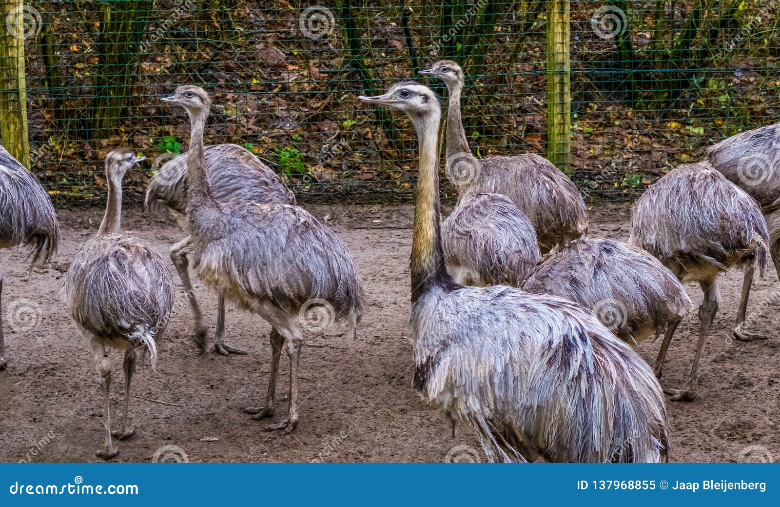 bird family of american rheas together, big group of flightless birds, near threatened animals from america