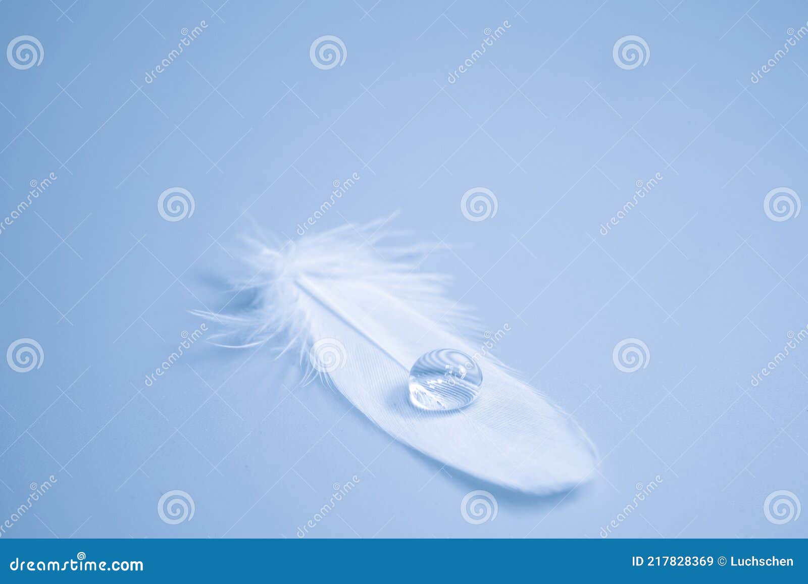 Bird Feather with Water Drop Stock Image Image of beautiful, dripped