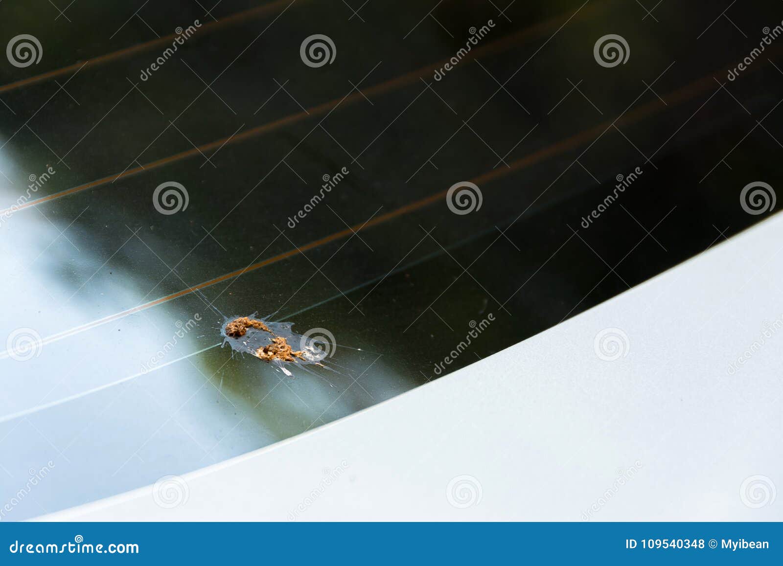 Bird Feces Droppings on a Car Stock Photo Image of front, body 109540348