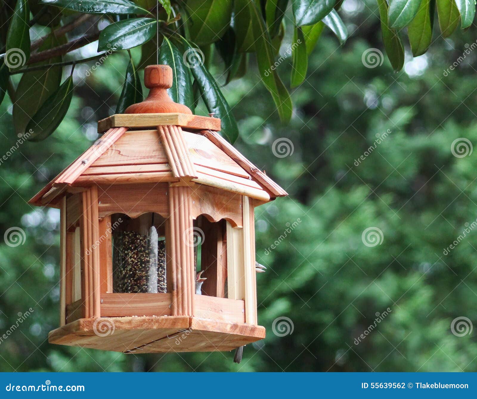 bird feeder-beaks open