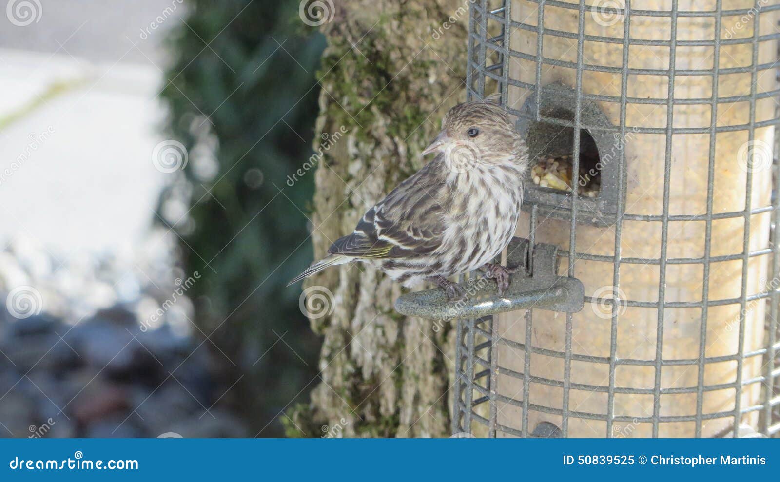 Bird feeder stock image. Image of birdy, animal, trees 50839525