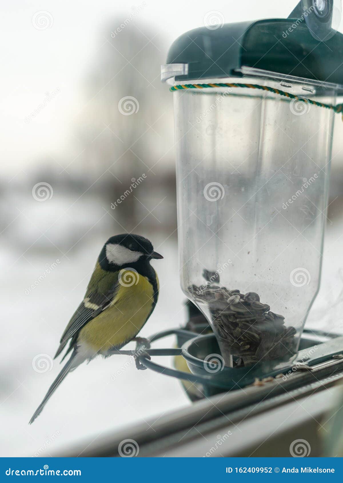 Bird Feeder and Bird Outside the Window Stock Photo - Image of fuzzy