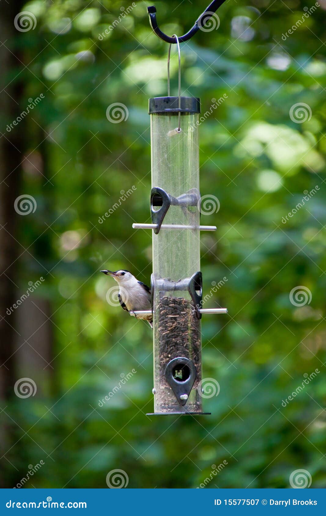 Bird on Feeder with Seed in Beak Stock Image Image of green, bird