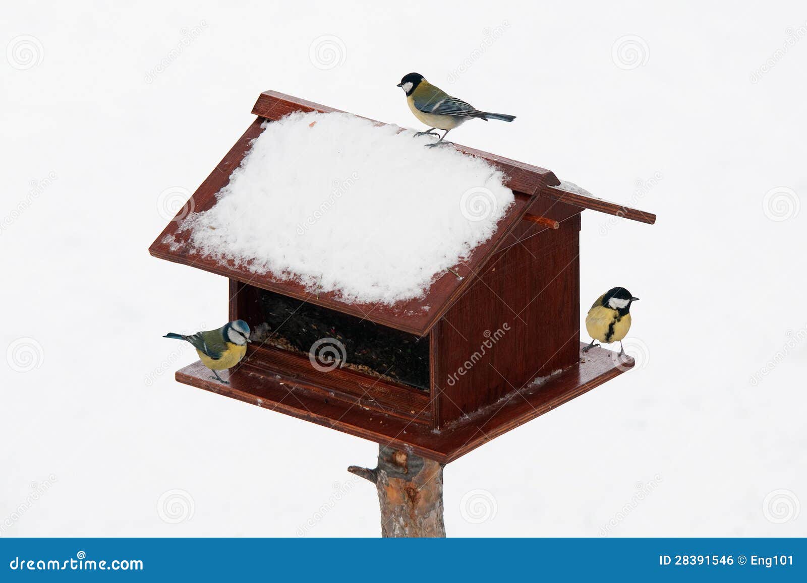Bird feeder in winter stock photo. Image of songbirds 28391546