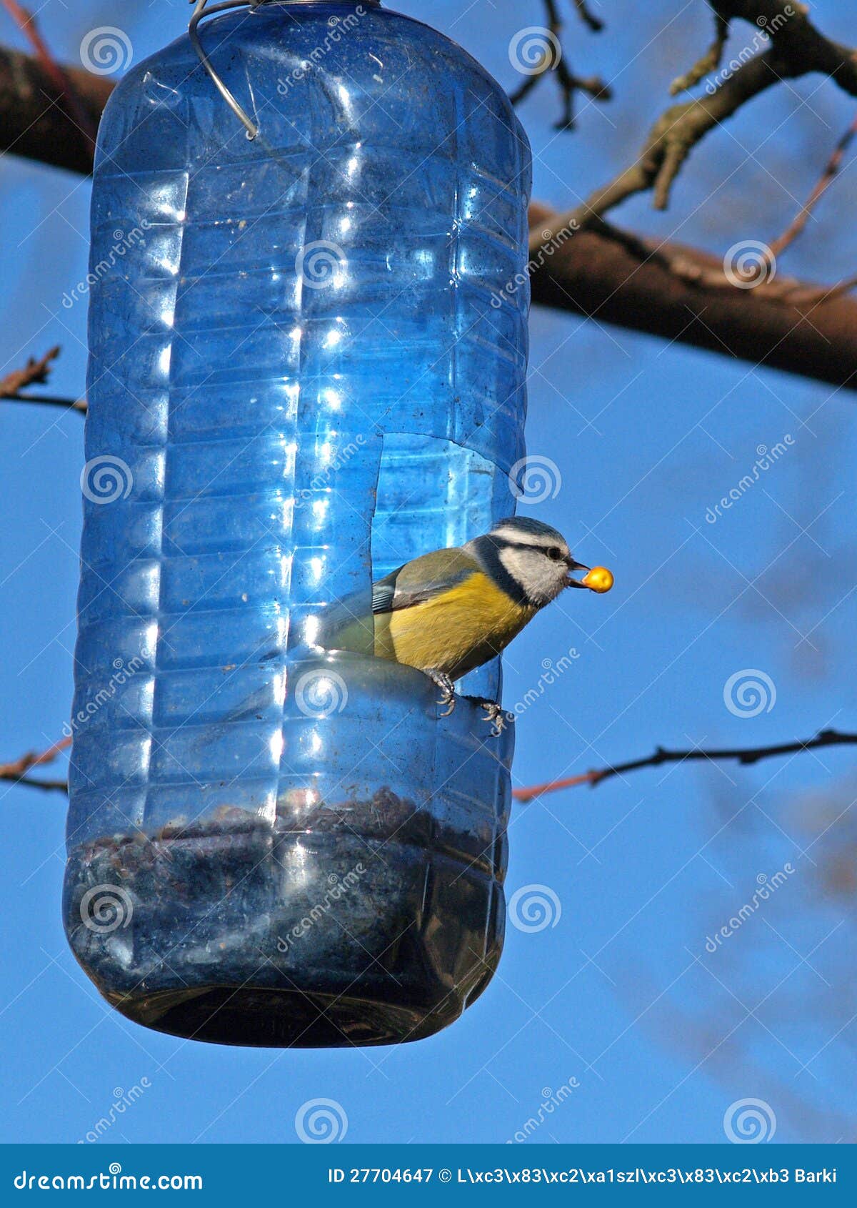 Bird Feeding stock image. Image of bluetit, vertebrate 27704647