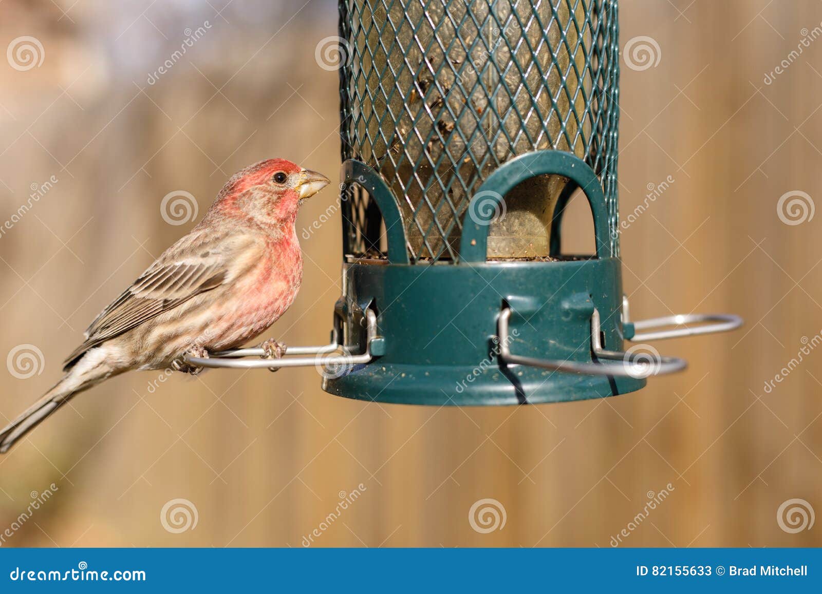 Bird Feeding At Backyard Feeder Stock Image Image Of Remote