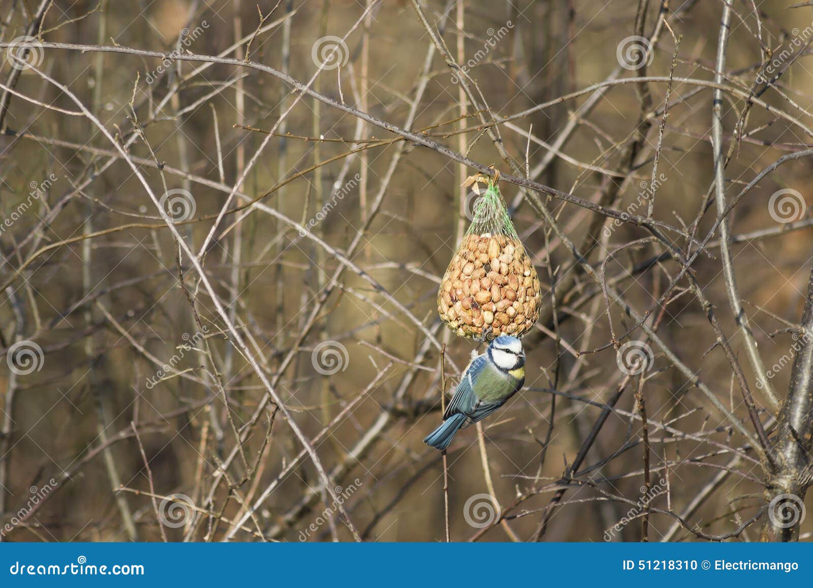 Bird feeding stock photo. Image of bird, winter, tomtit 51218310