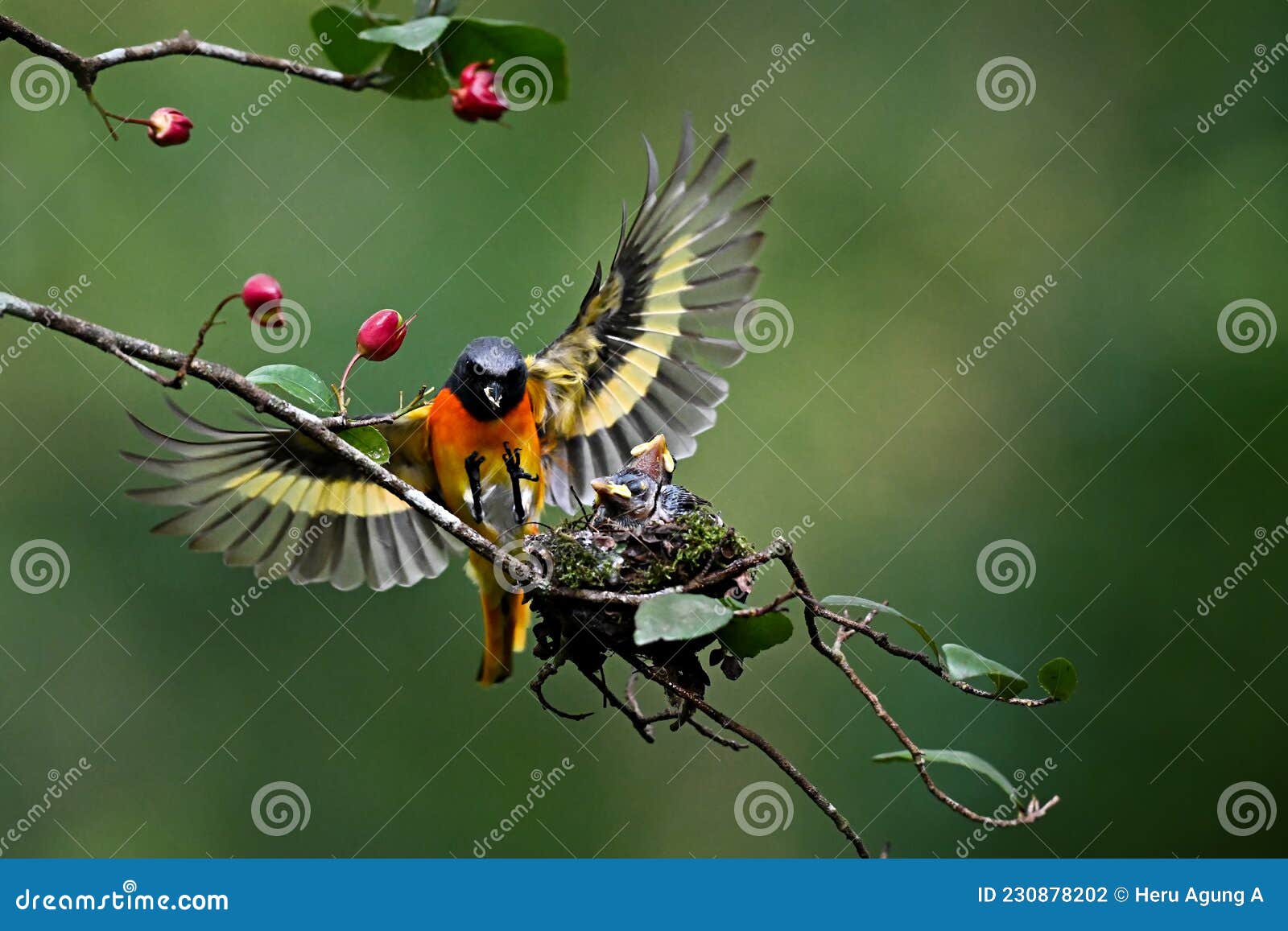 A Bird is Feeding Its Chicks Perched on a Tree Branch Stock Photo