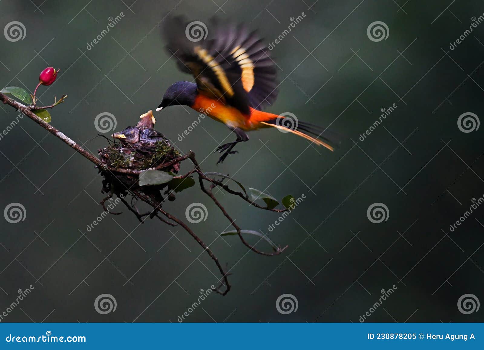 A Bird is Feeding Its Chicks Perched on a Tree Branch Stock Image