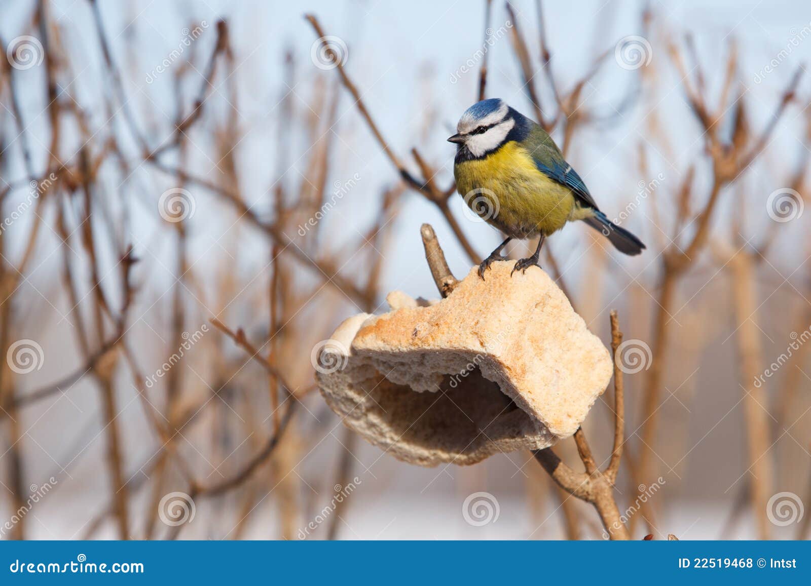 Bird feeding in winter stock photo. Image of outdoor 22519468