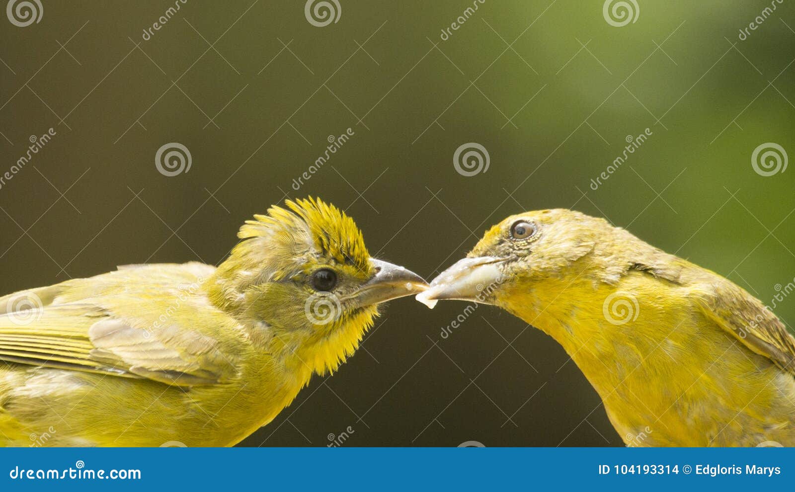 Bird feeding young stock photo. Image of activity, white 104193314