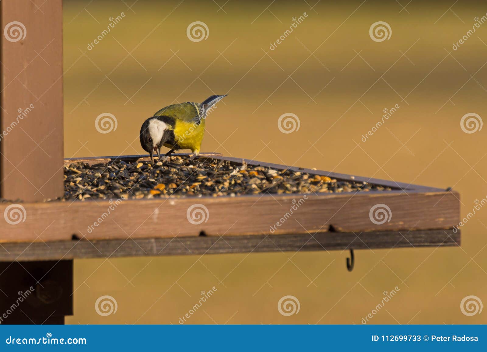 The bird feeds stock image. Image of feed, feather, garden 112699733