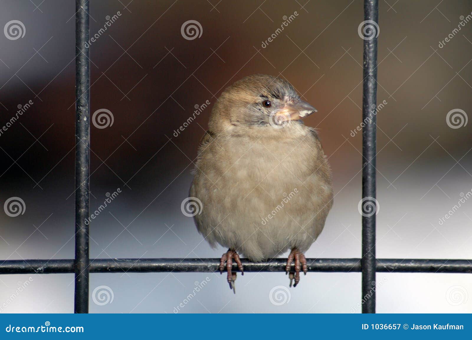 Bird On Fence Picture. Image 1036657