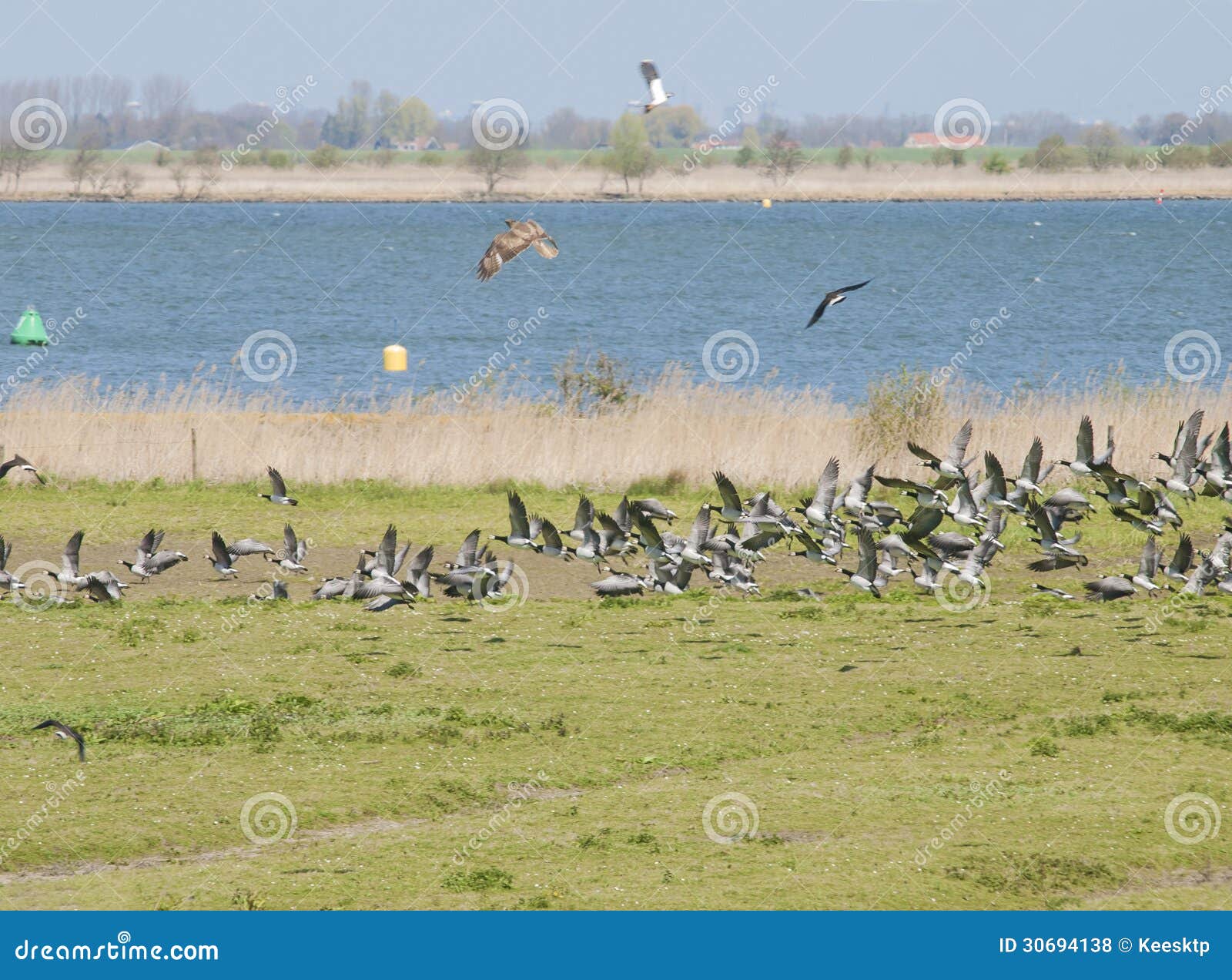 bird fight in the air