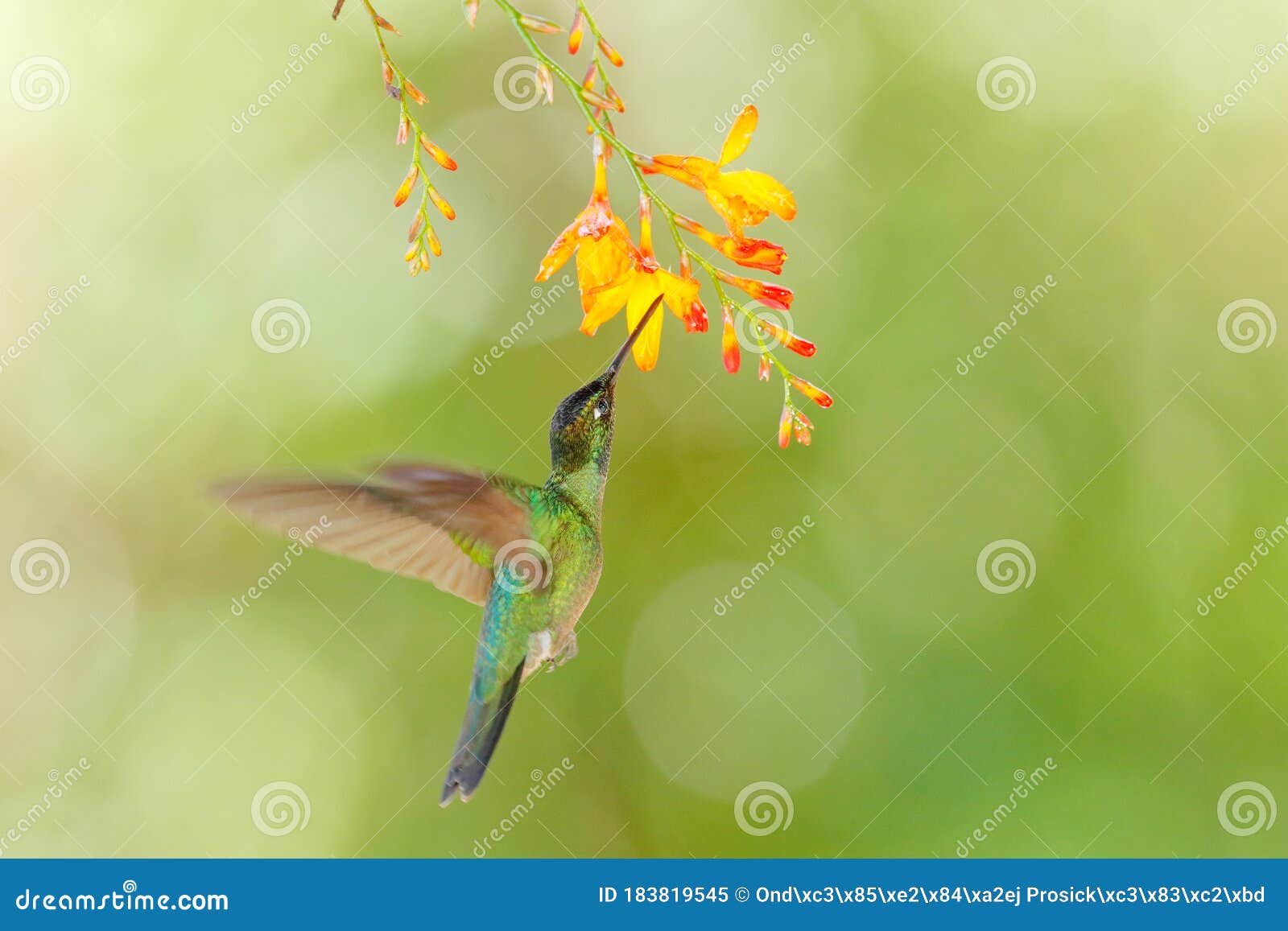 bird with flower. talamanca hummingbird, eugenes spectabilis, in nature, ecuador
