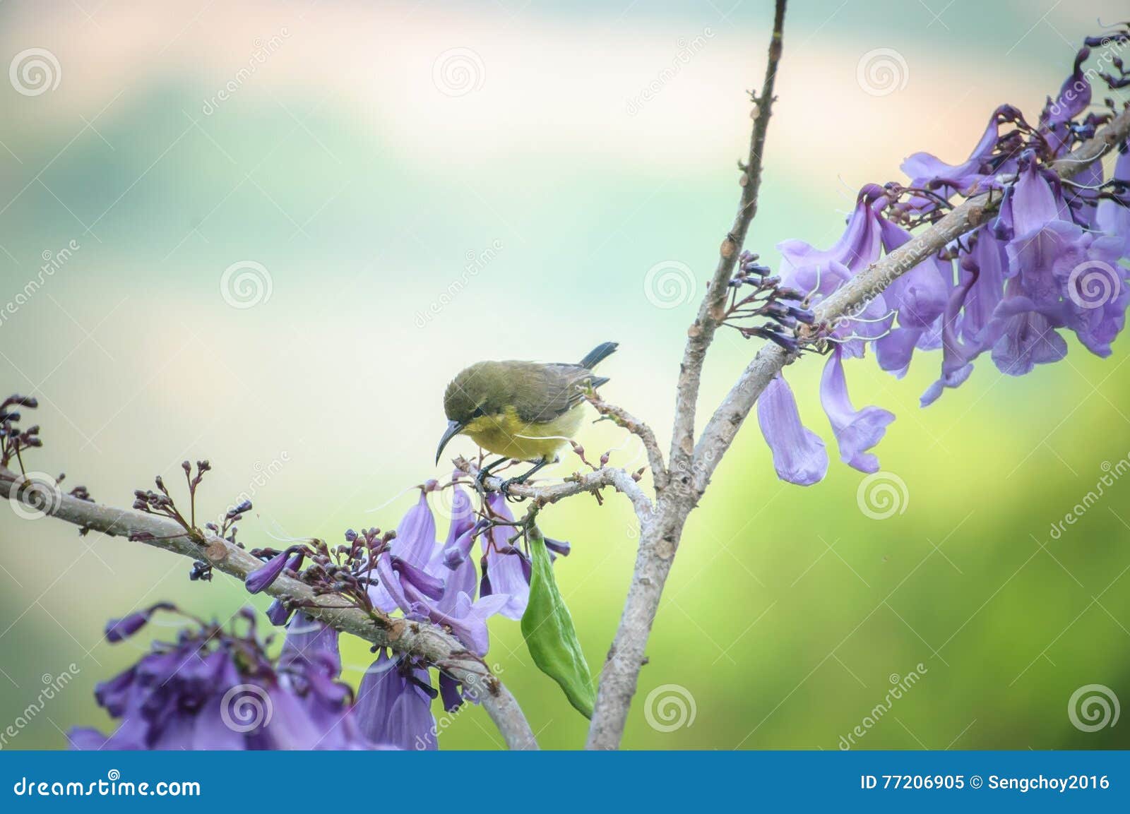 Bird and flowers stock image. Image of wild, green, thai - 77206905