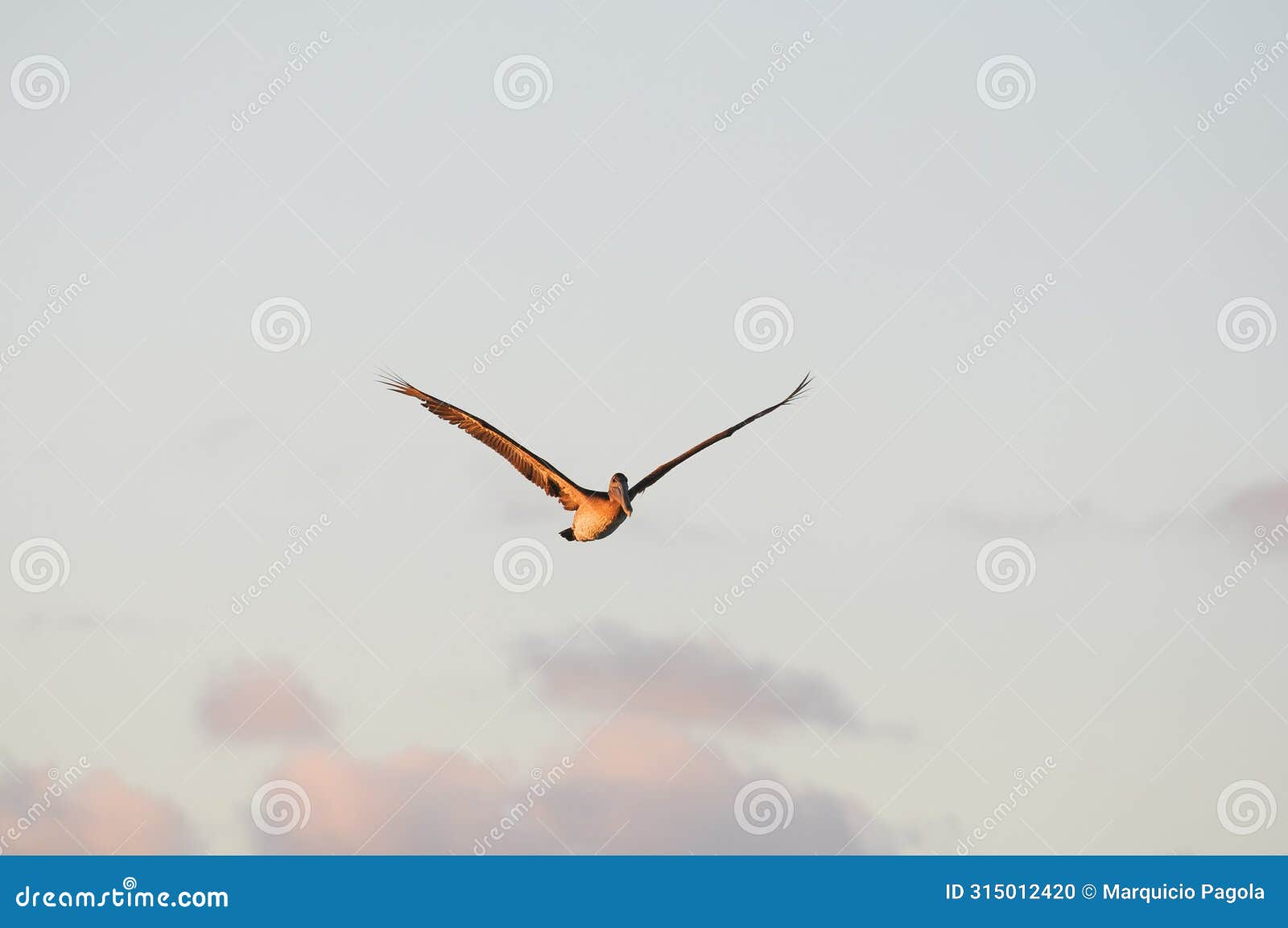 a bird is flying over the ocean with a sailboat in the background freedom air lonelily wild
