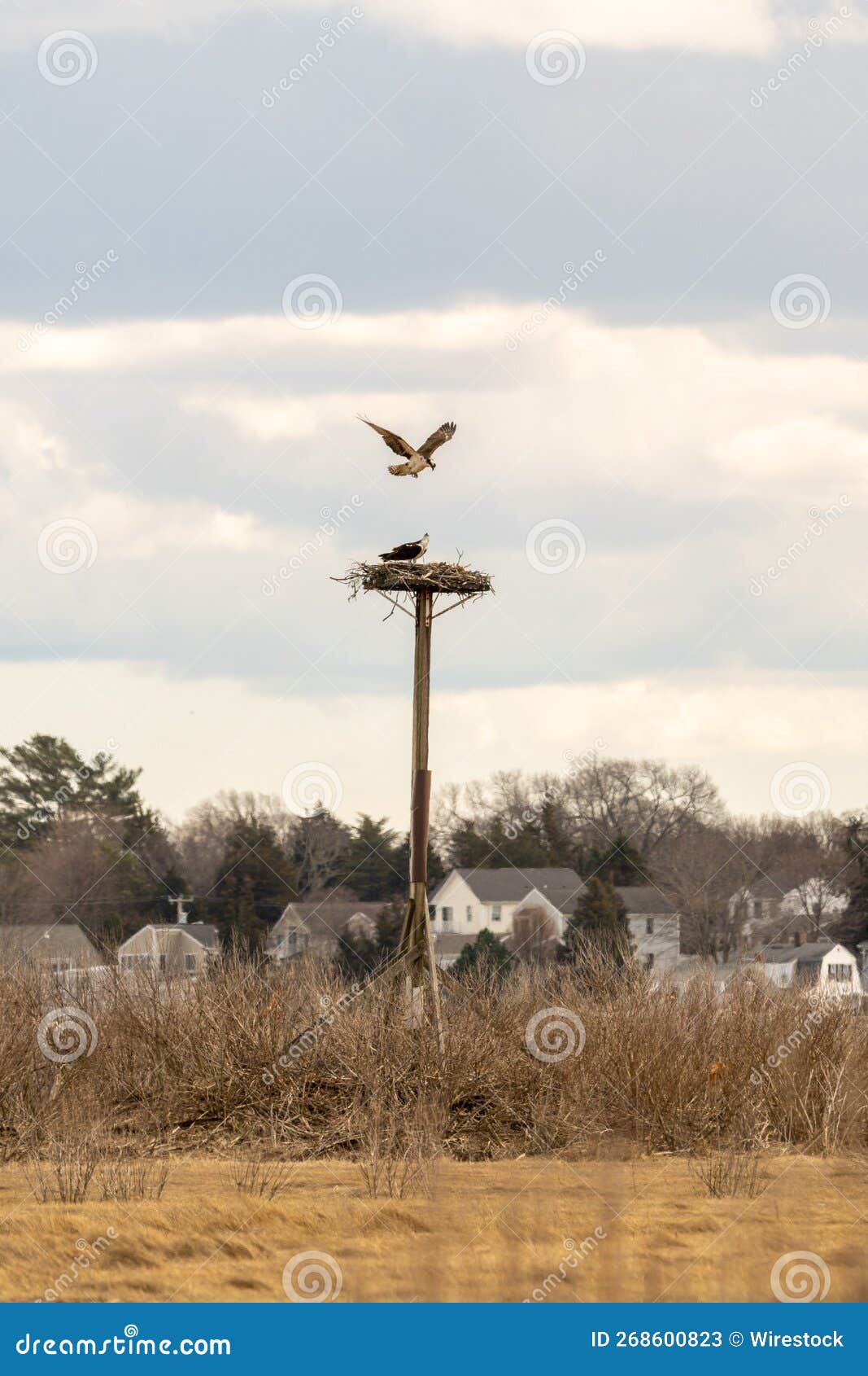 Bird Flying Towards Nest in Field Stock Image Image of park, looking