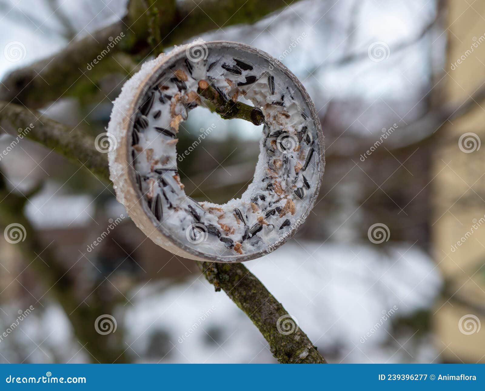 Bird Food in the Garden Winter Stock Image Image of branch, trees