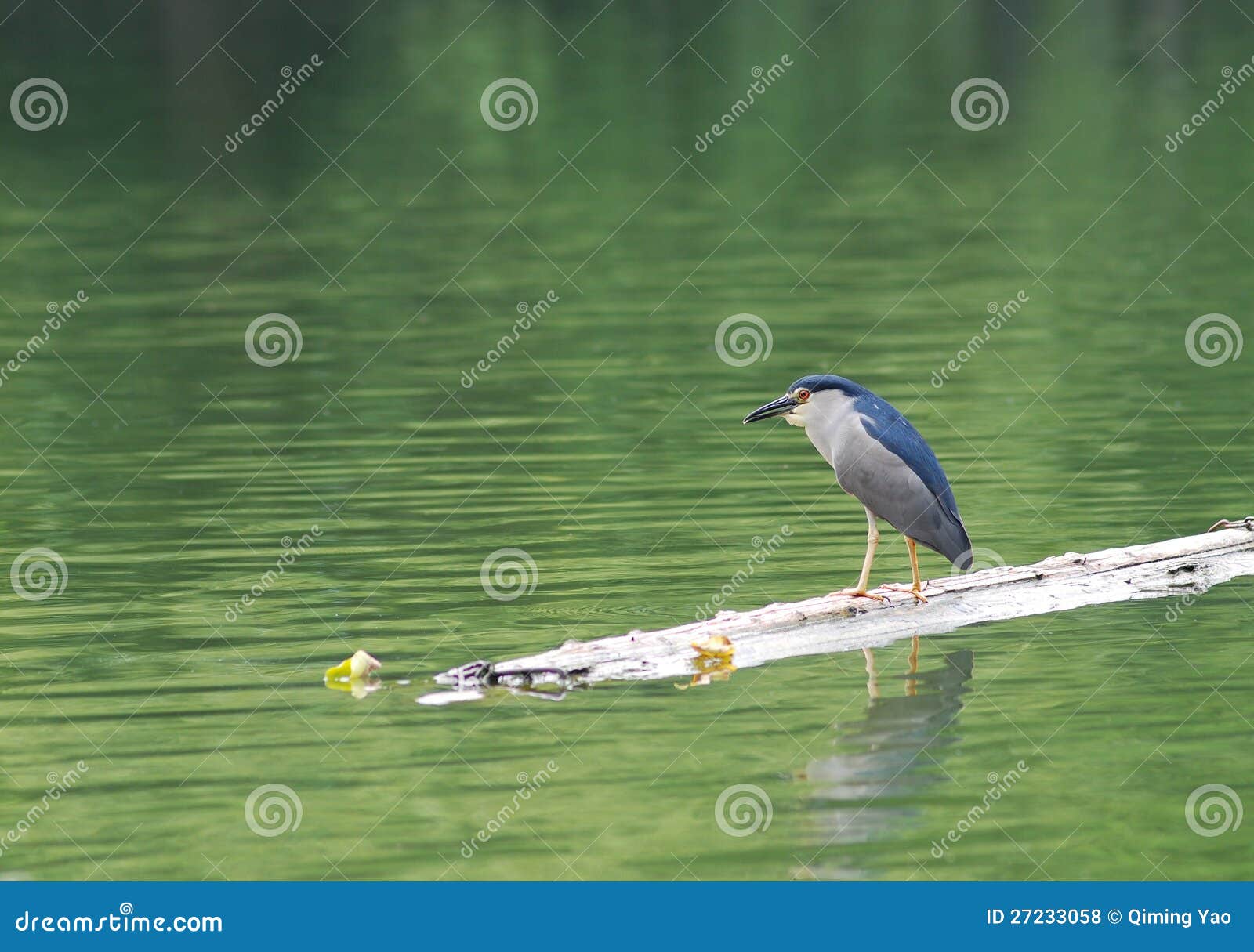 Bird foraging stock photo. Image of river, ecology, green 27233058