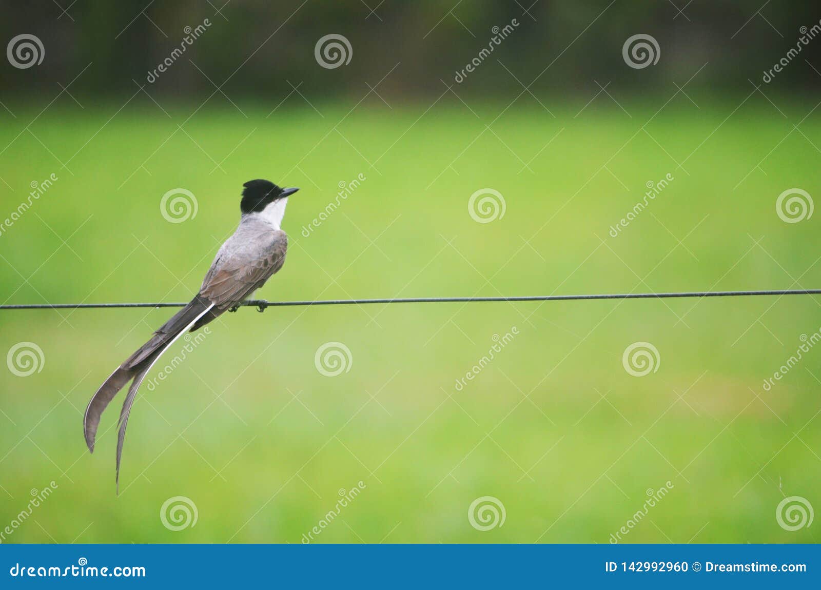 bird on green grass background