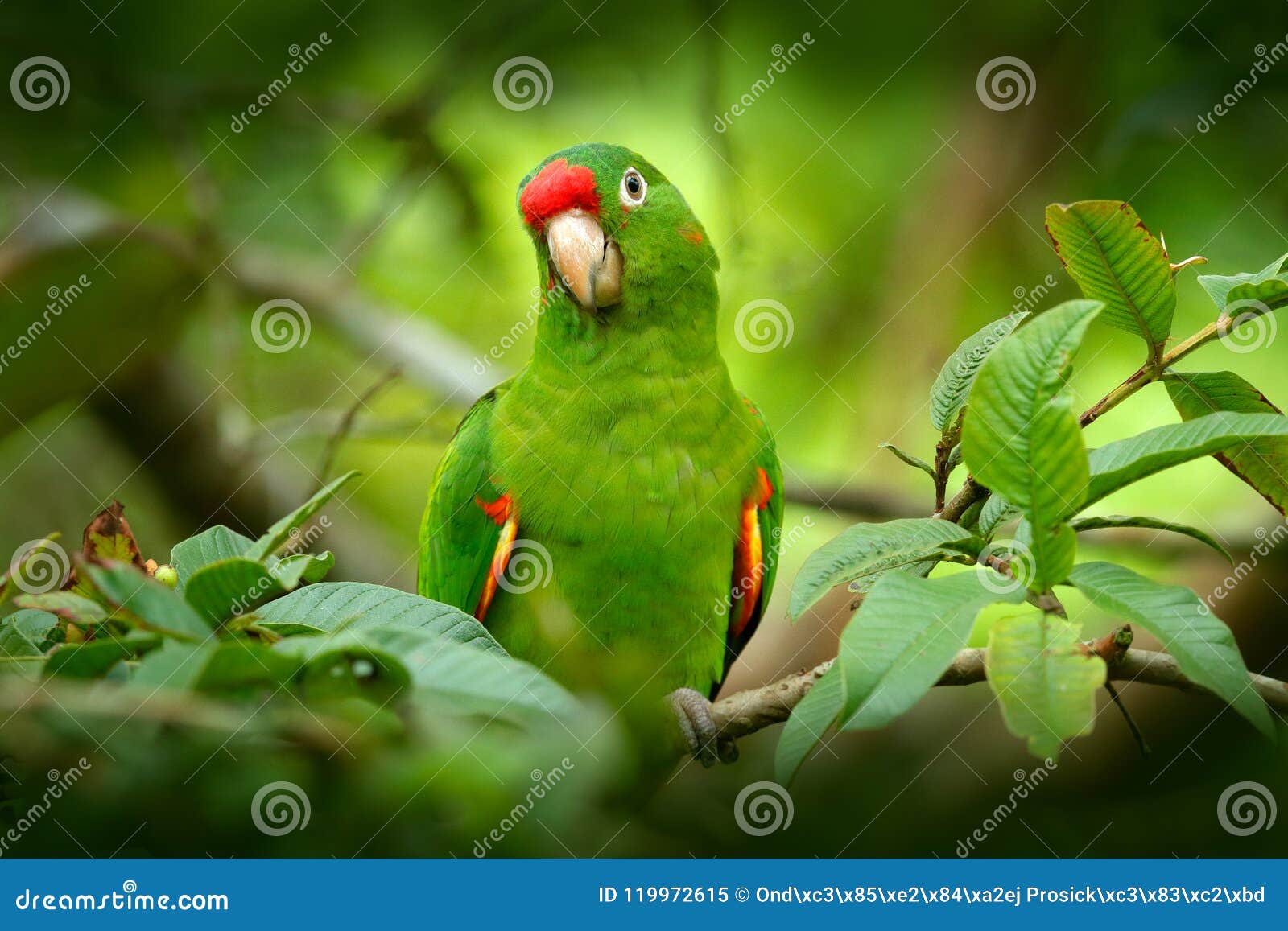bird in the habitat. crimson-fronted parakeet, aratinga funschi, portrait of light green parrot with red head, costa rica. wildlif
