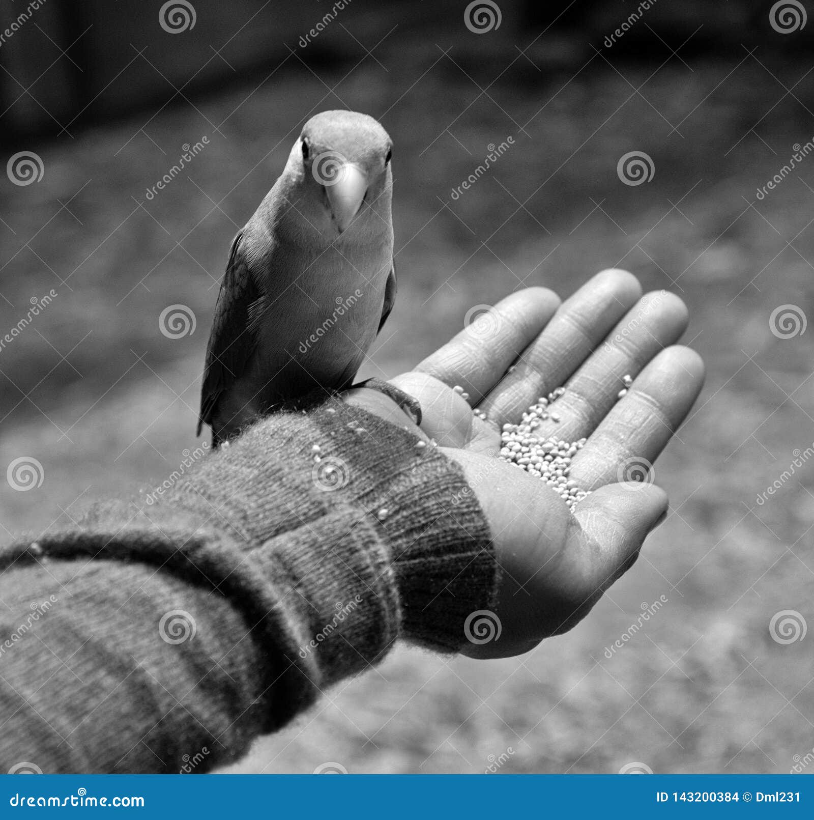 a bird in the hand