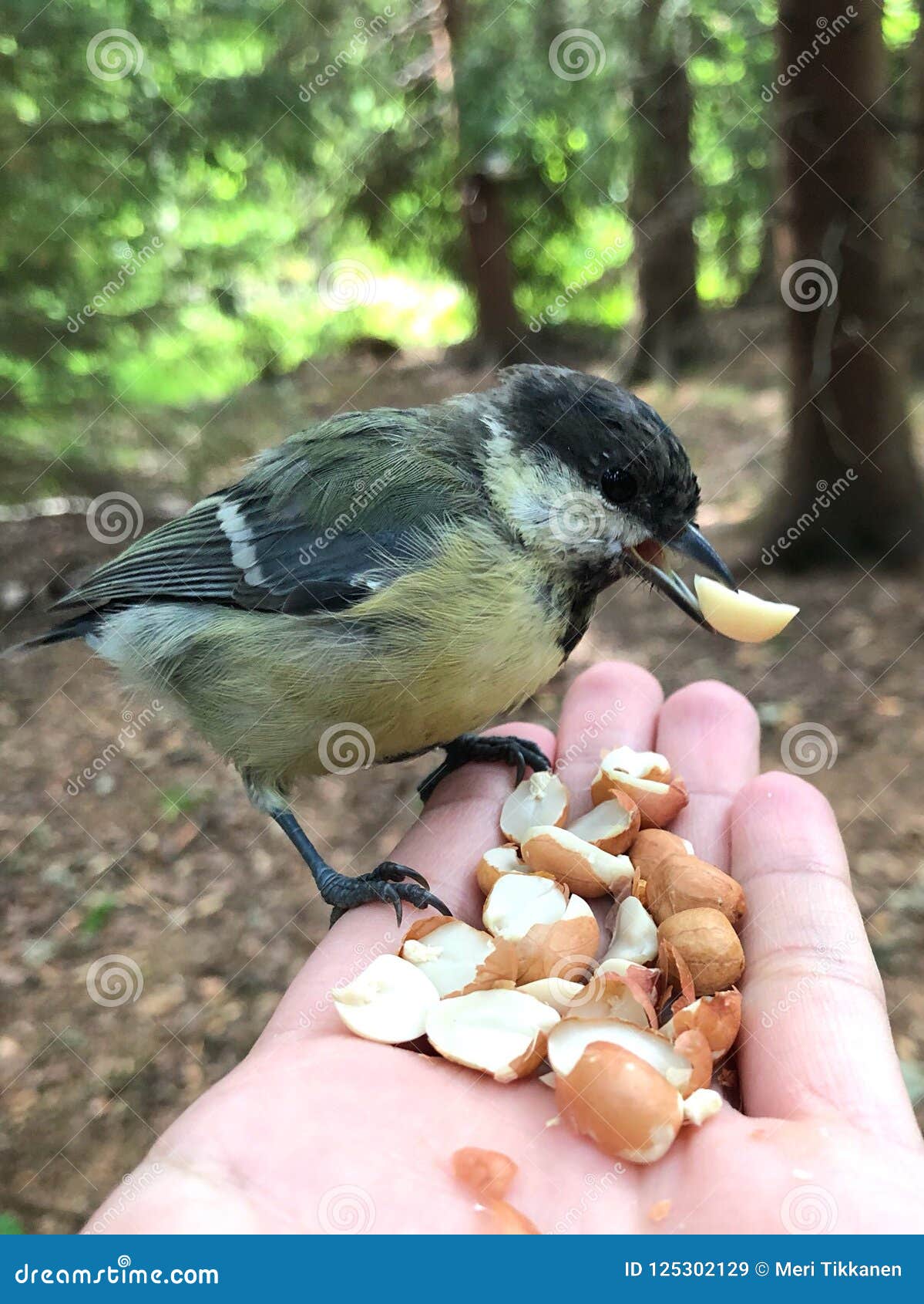 Bird and a hand stock image. Image of bird, hazelnuts 125302129