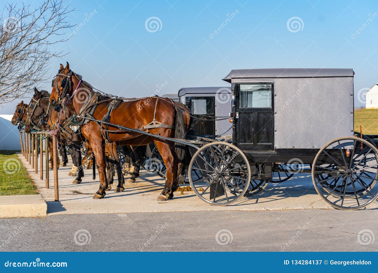 buggies store