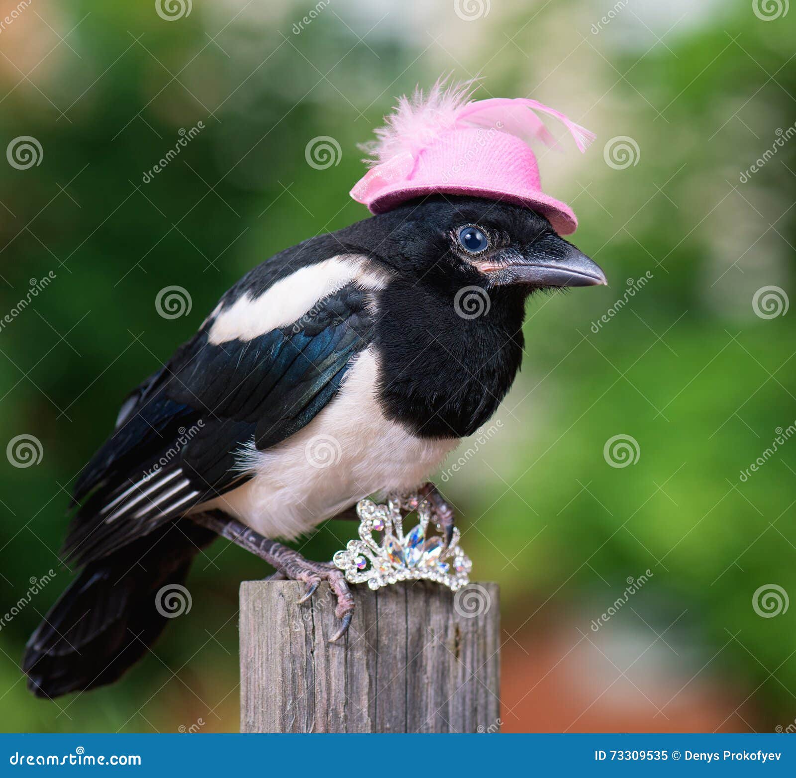 Thief Bird Magpie thief colored printable pages PDF document Ready To Print Robber Magpie Urraca.