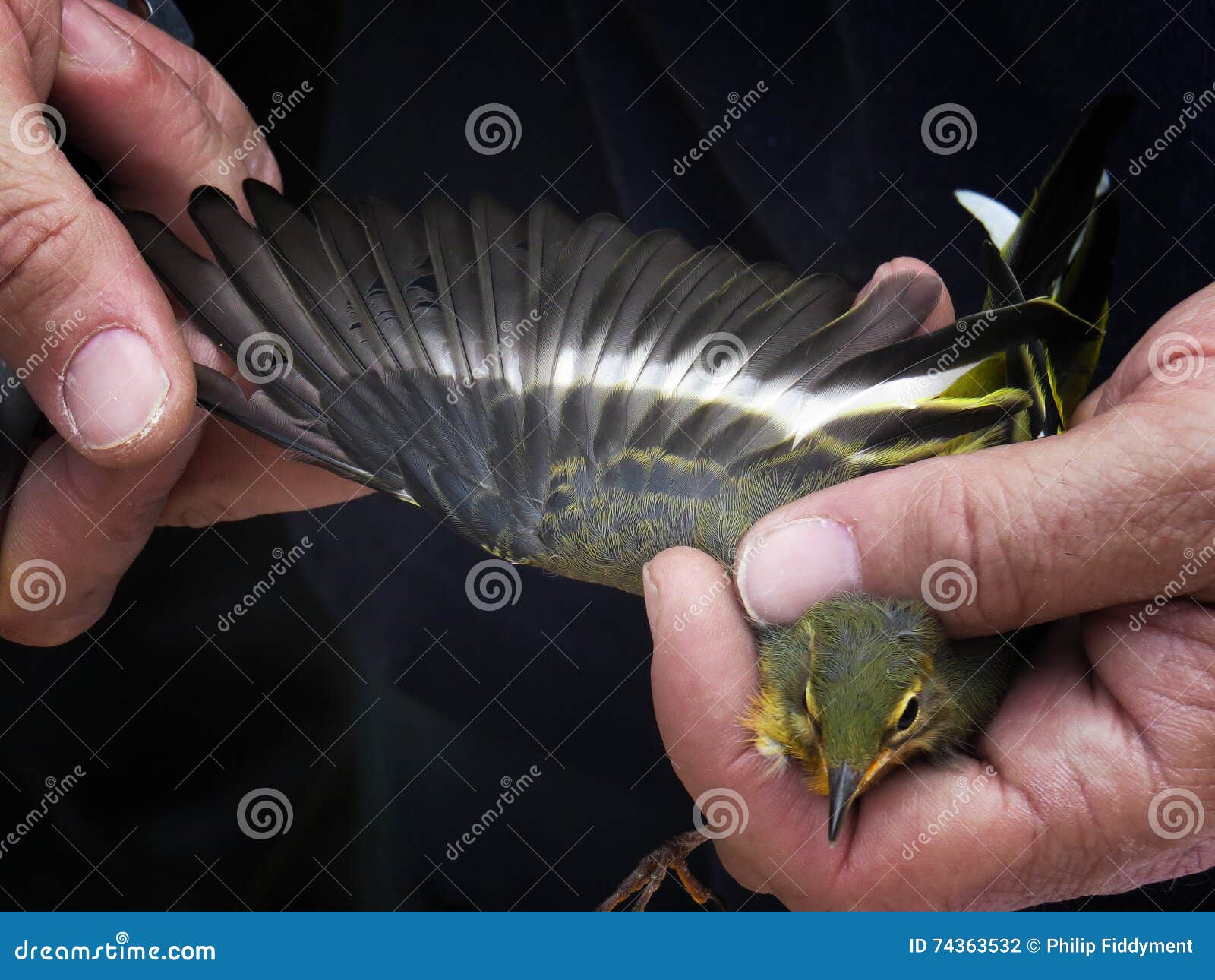 Bird Having Wing Measured in Zaragoza Stock Photo Image of wing