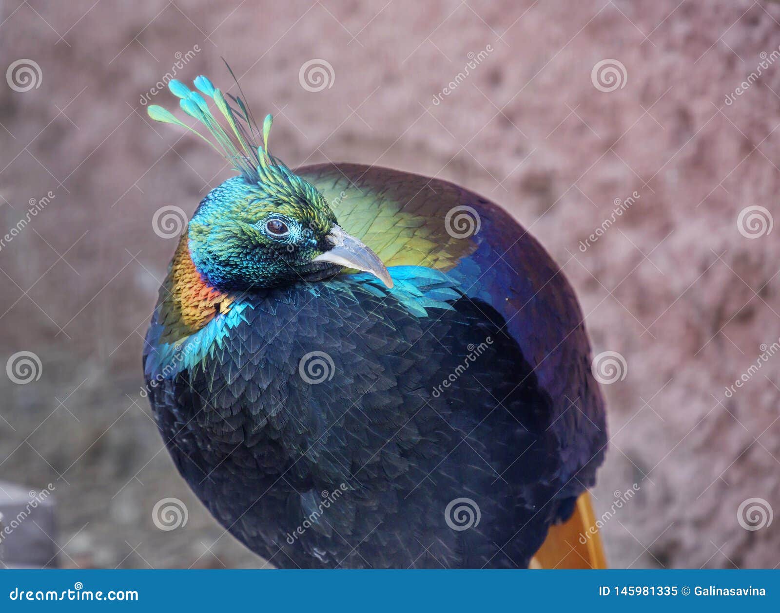 himalayan monal pheasant sound himalayan monal pheasant sound