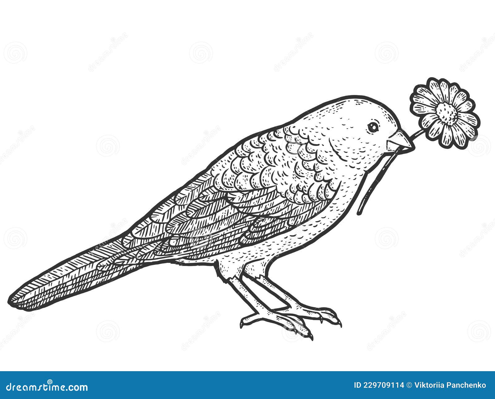 Various Types Of Bird Beaks 19th Century Stock Illustration  Download  Image Now  Beak Variation Bird  iStock