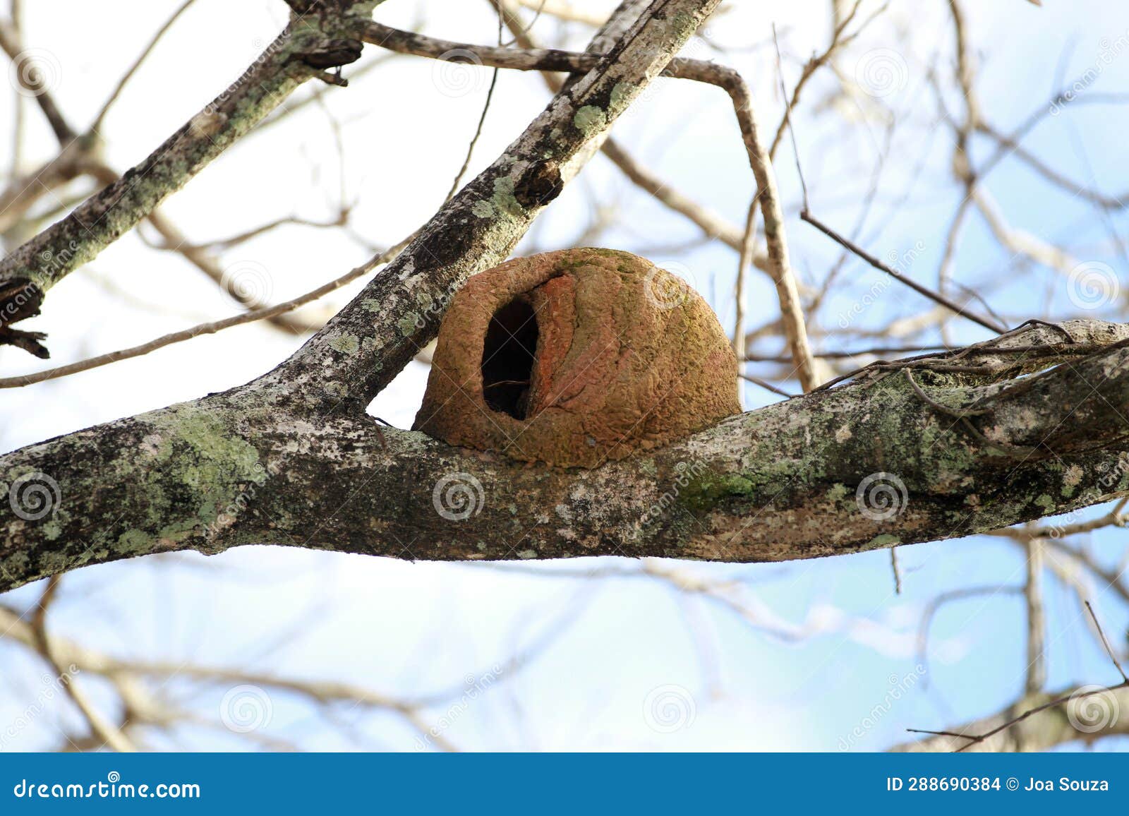 bird house joao de clay