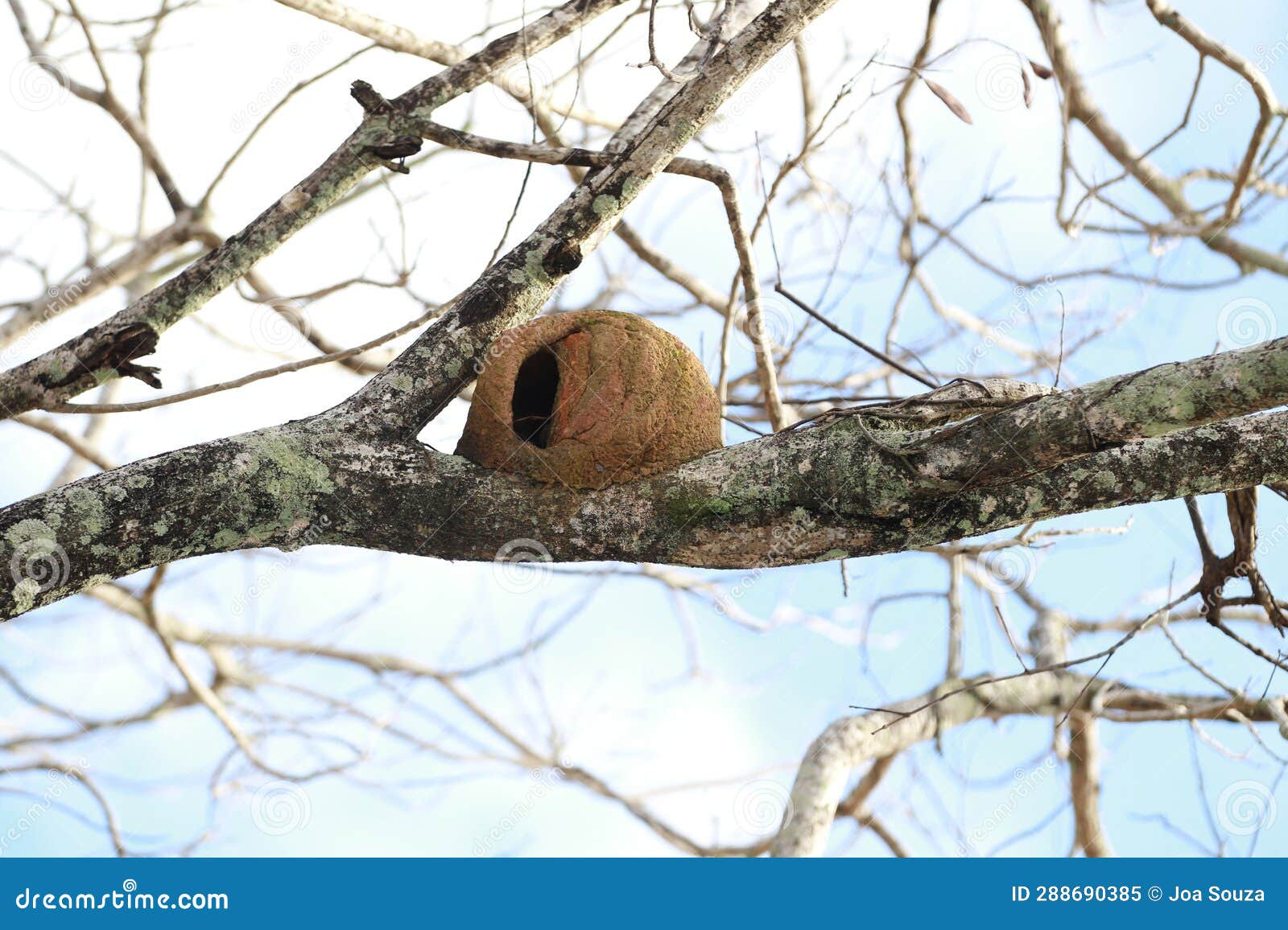 bird house joao de clay