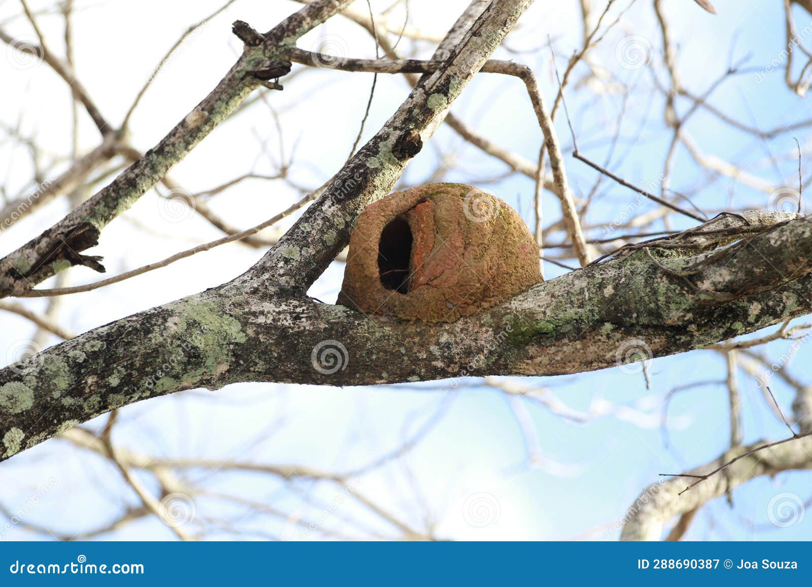 bird house joao de clay