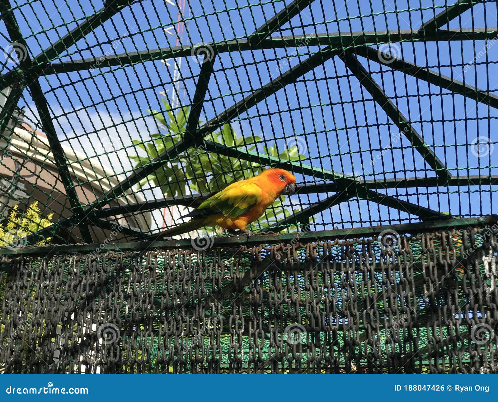 Bird inside the cage stock photo. Image of parrot, inside 188047426