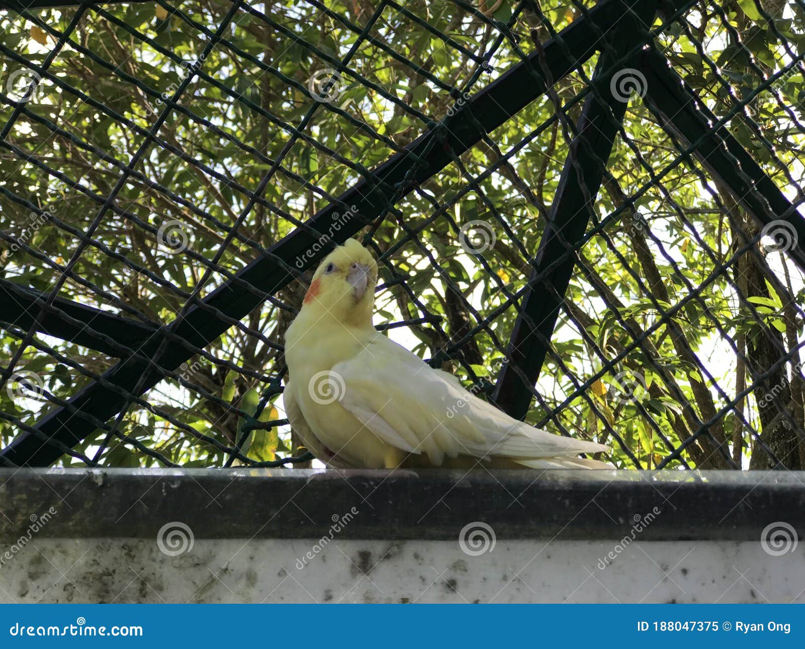 Bird inside the cage stock image. Image of birds, enjoying 188047375